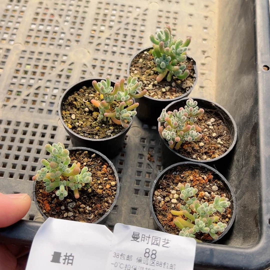 【闪购商品】12.12一个冰晶多肉88
