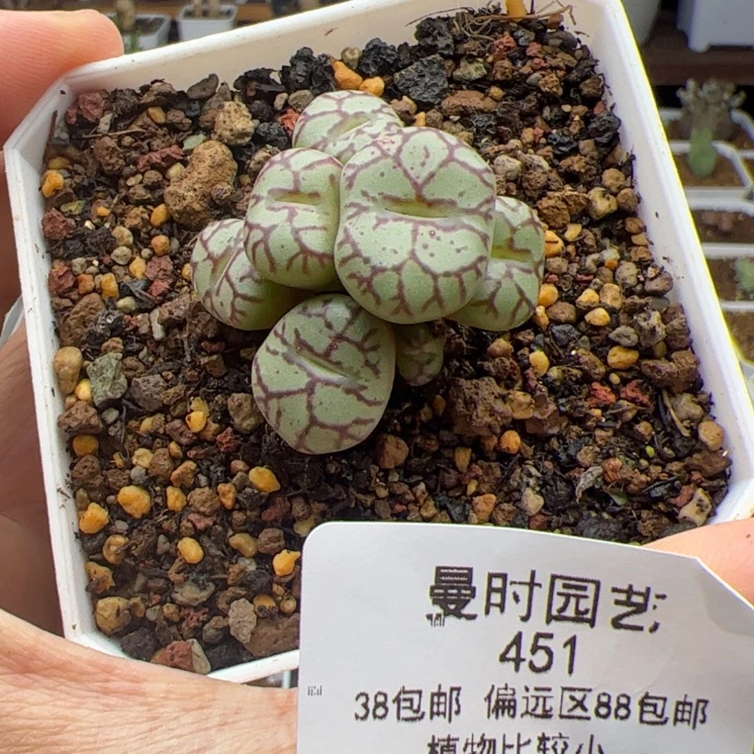 10.20猴脸青姬多肉451