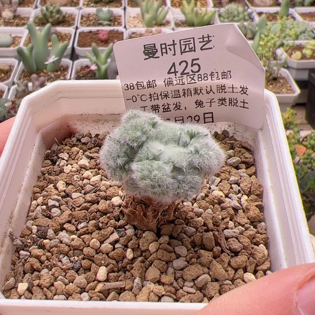 【闪购商品】D***O12.29羽叶洋葵多肉425