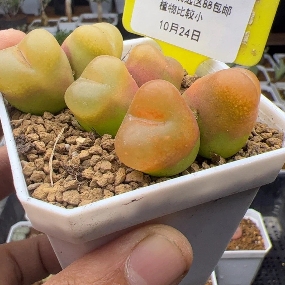 10.24甩卖多肉植物91