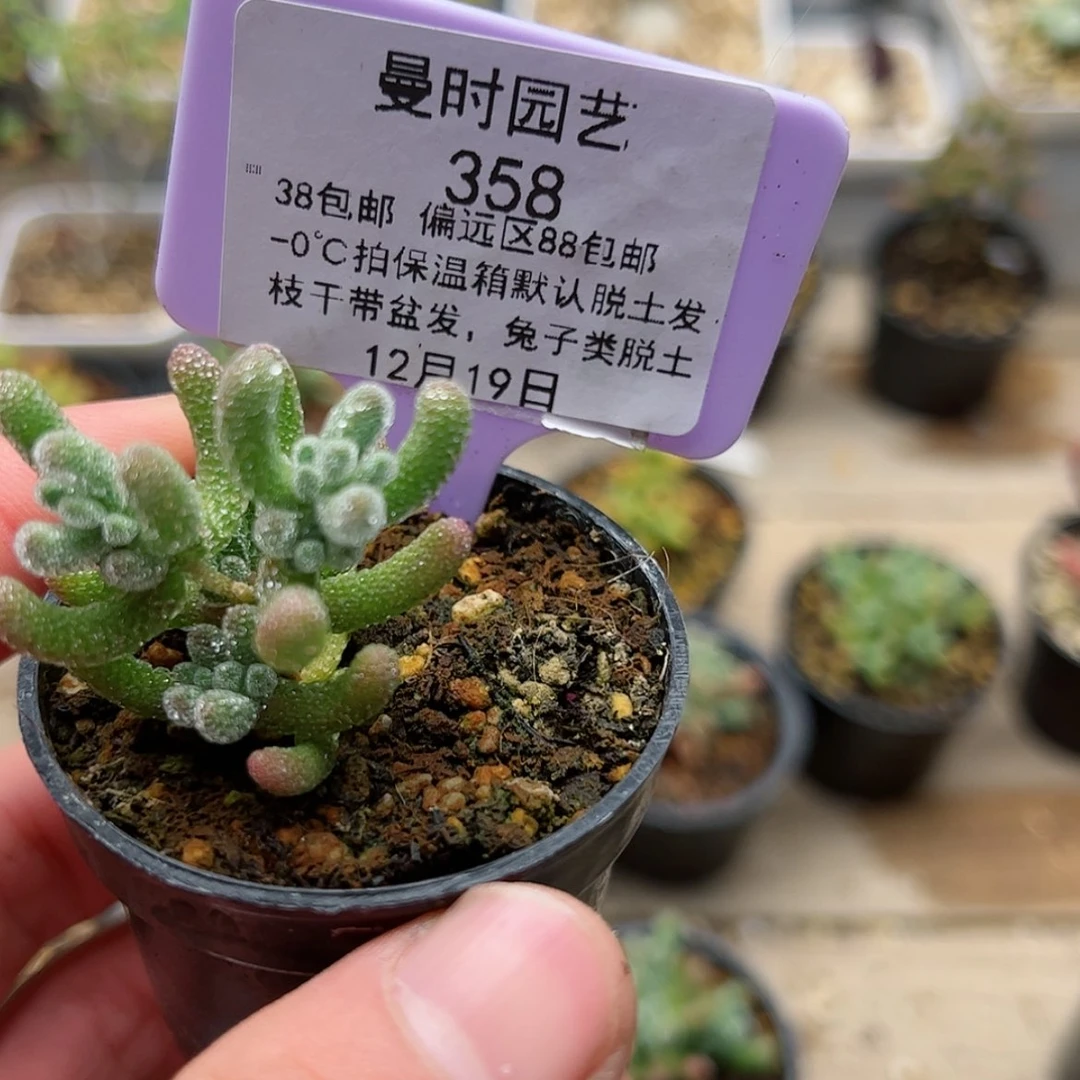 【闪购商品】12.19冰晶多肉358
