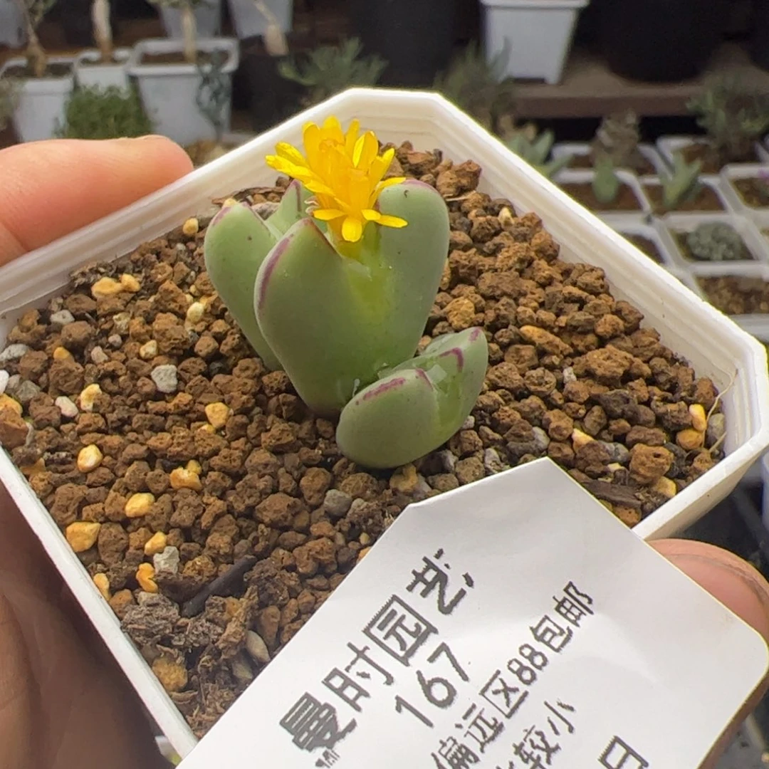 10.24将福利167  多肉