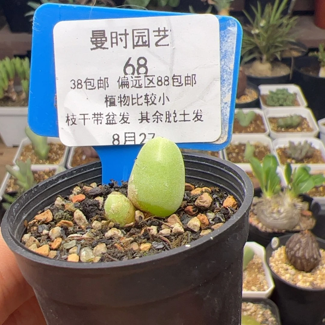 8.27大兔子多肉68
