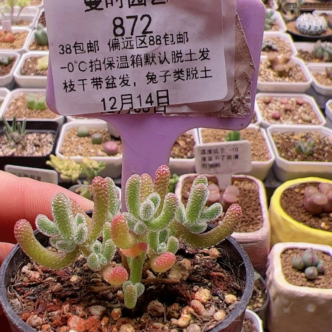 【闪购商品】12.14冰晶多肉872