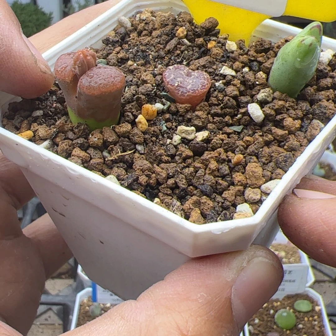 1.022甩卖多肉植物383