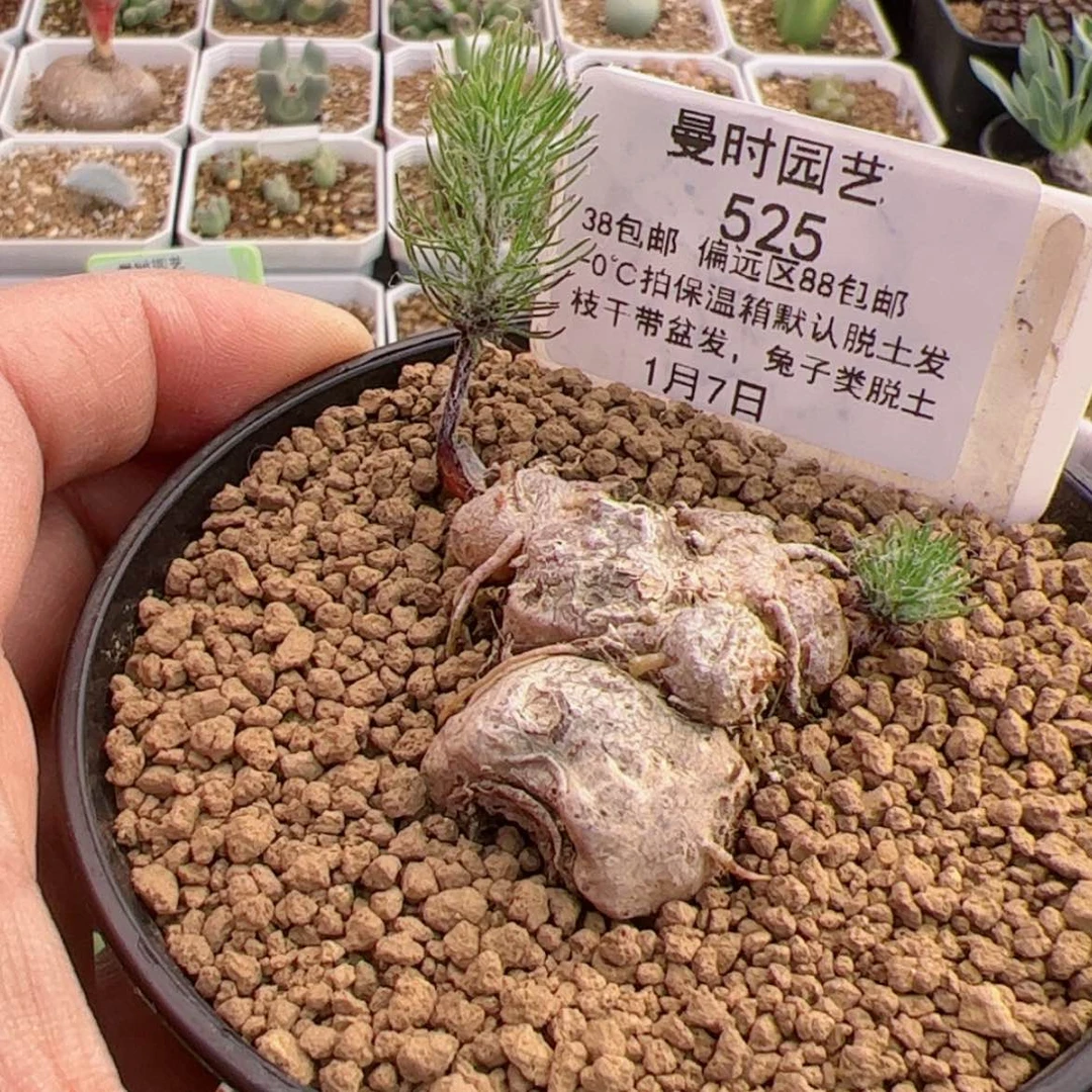 【闪购商品】K*c1.7鸡毛掸子多肉525