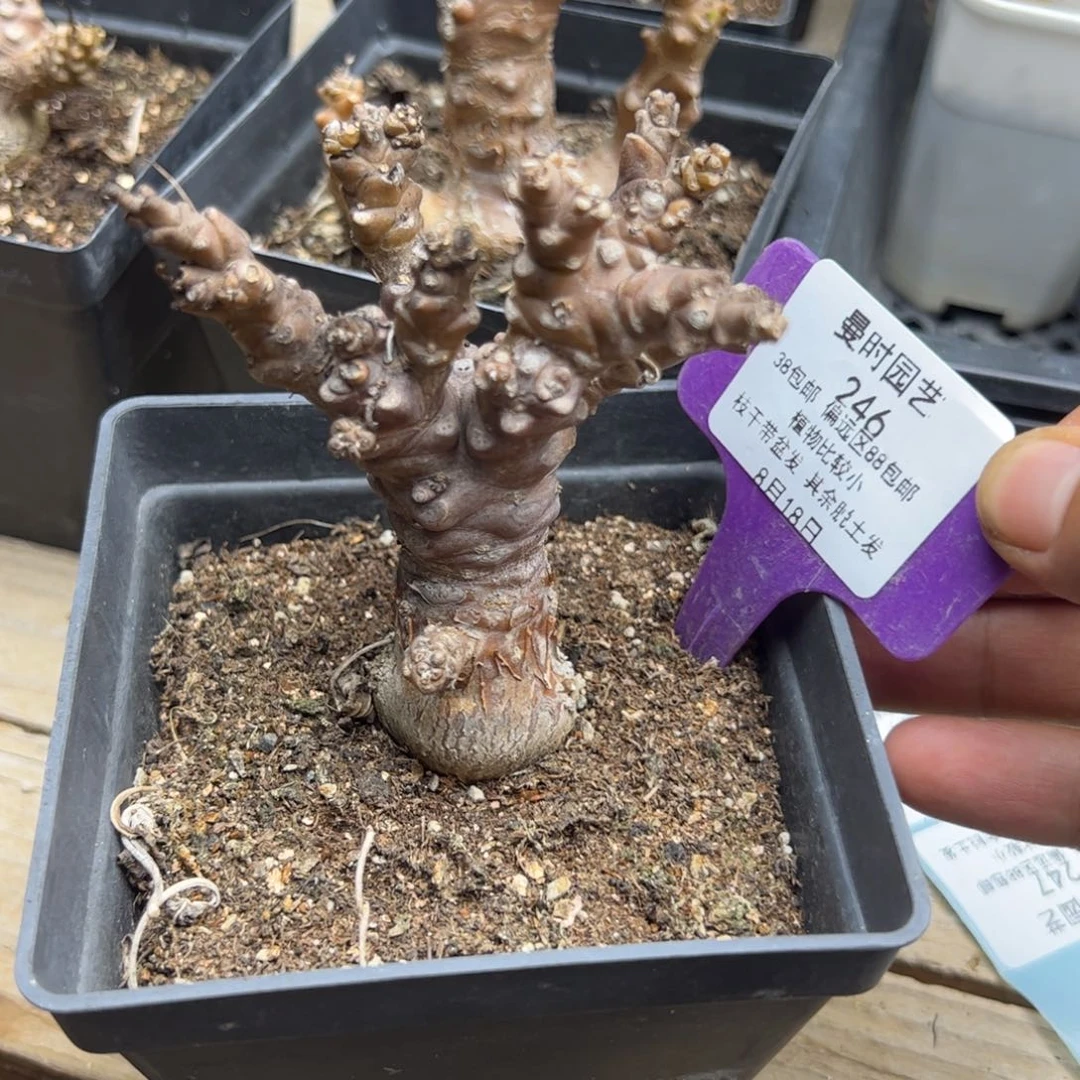 牛*刀8.18蛮鬼塔多肉植物246