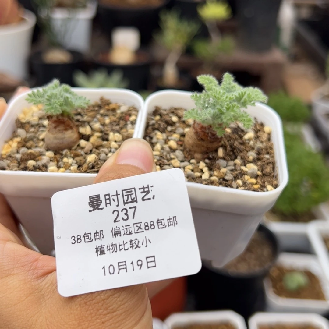 237号羽叶洋葵10.19多肉