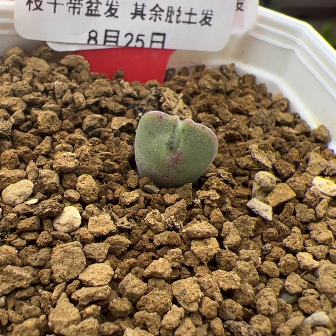 ?*宝402号大眼空蝉8.25多肉