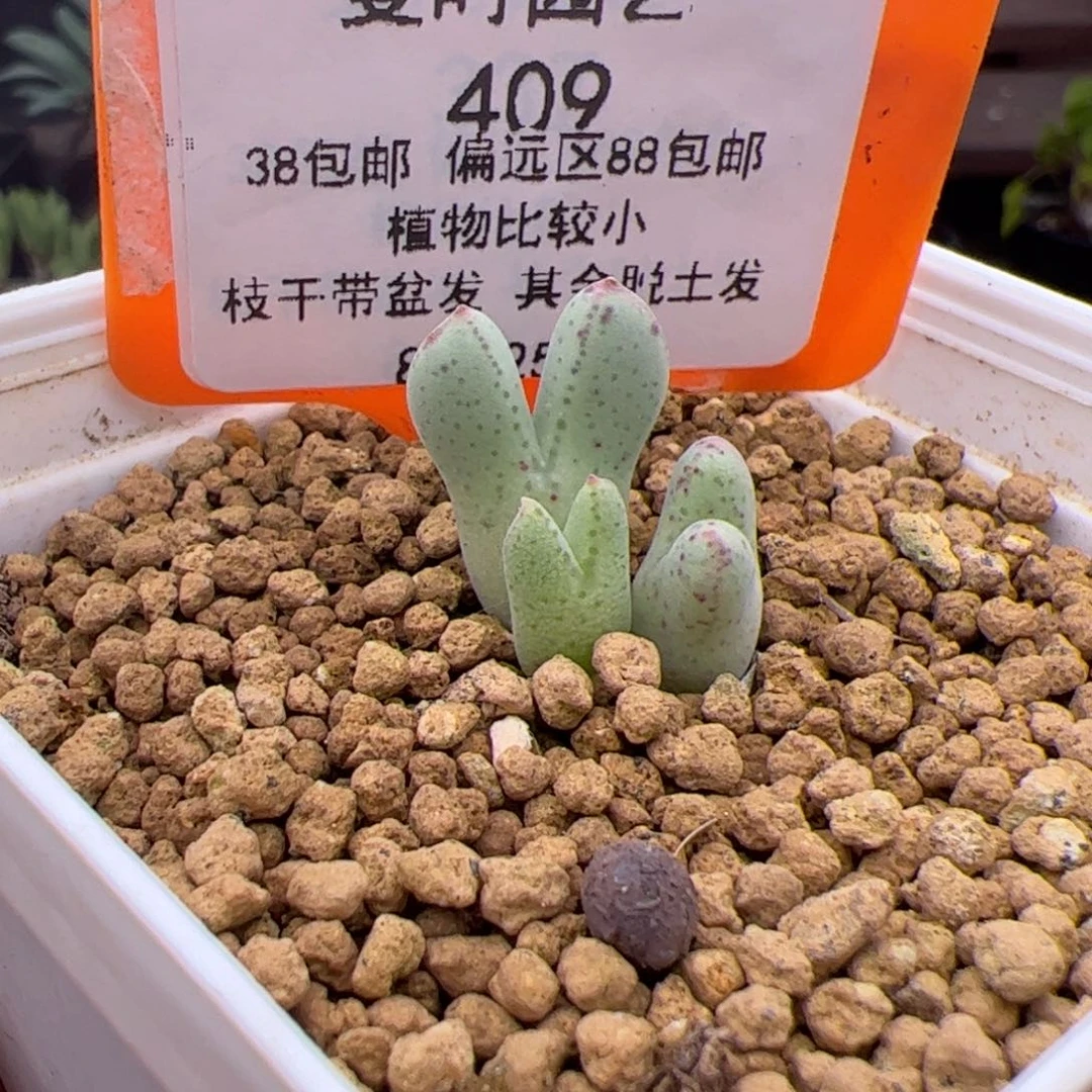 ?*宝409号猪蹄8.25多肉
