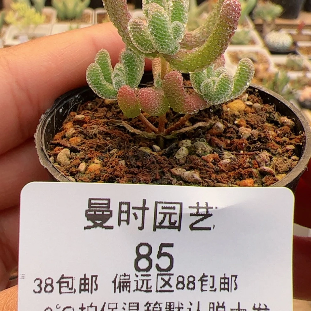 【闪购商品】12.12冰晶多肉85