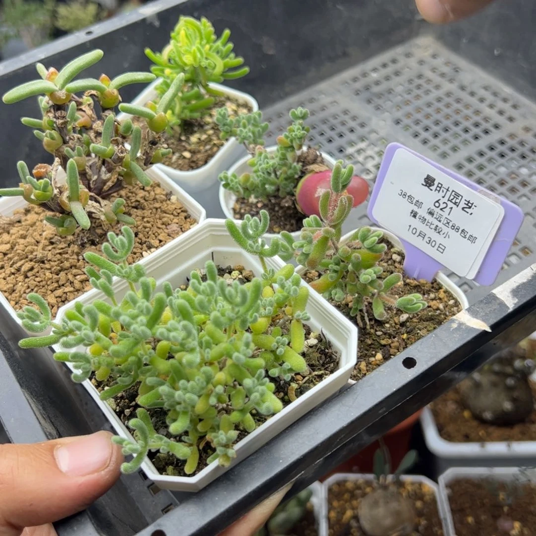 10.30甩卖多肉植物621