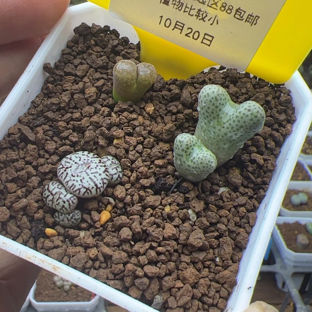 10.20一盆地板价多肉植物383