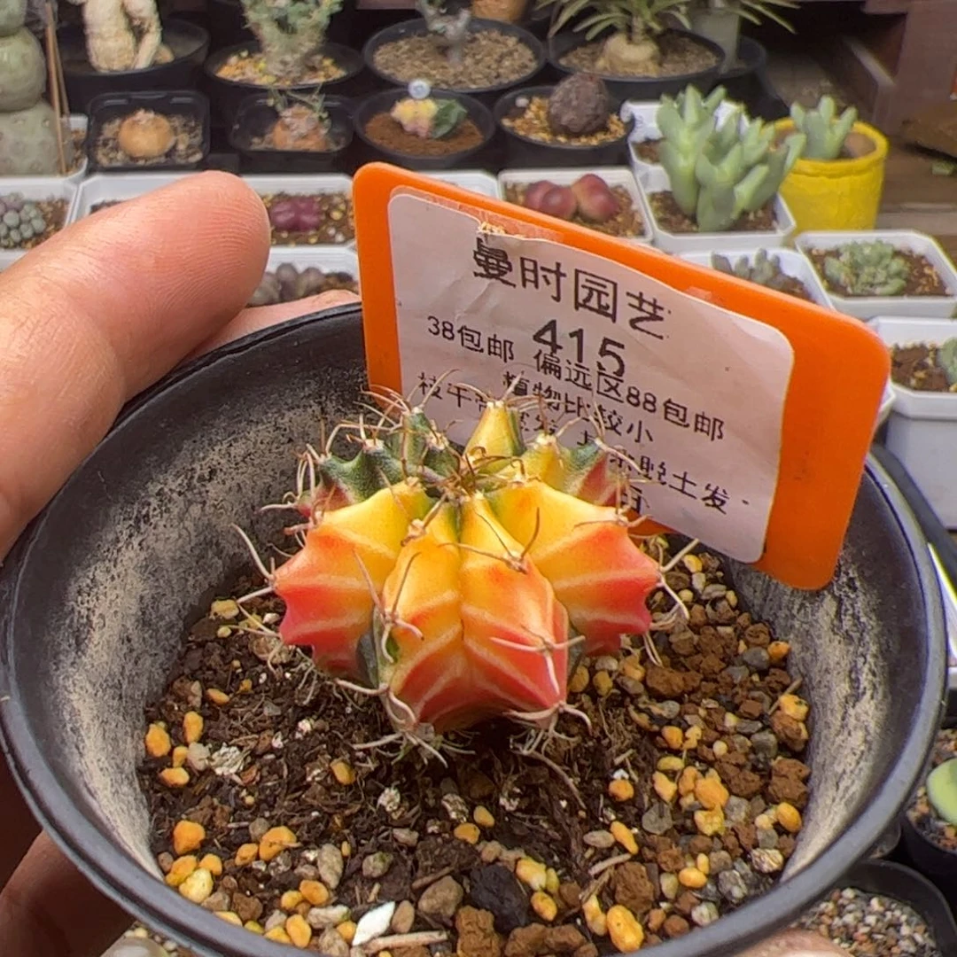 哭*8.25叔叔多肉植物415