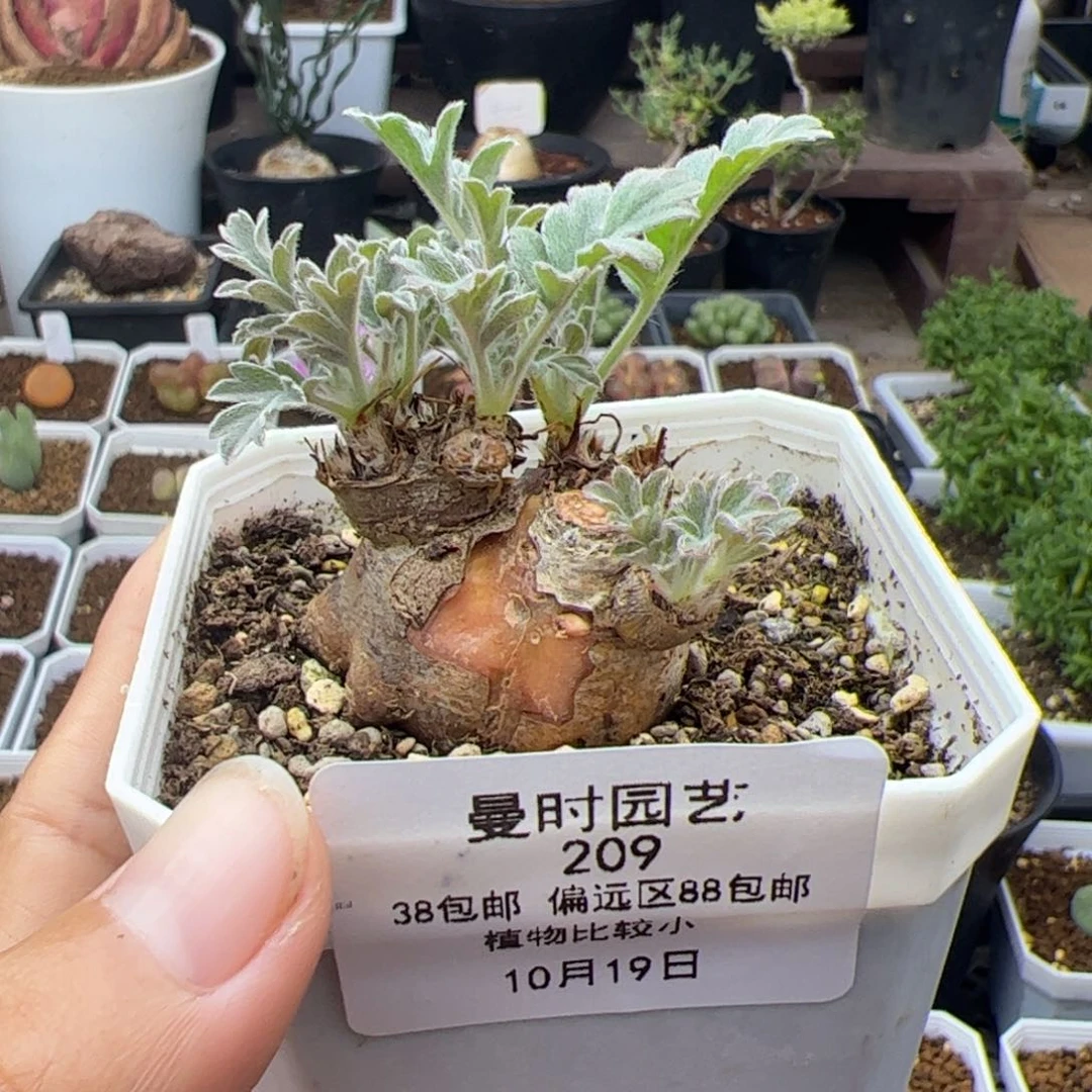 209号红花洋葵10.19多肉