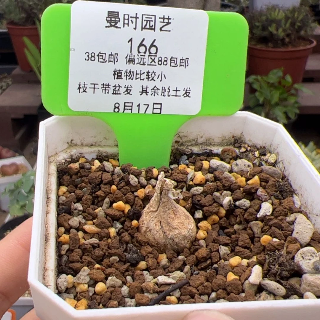 李*了8.17毛叶石蒜多肉166