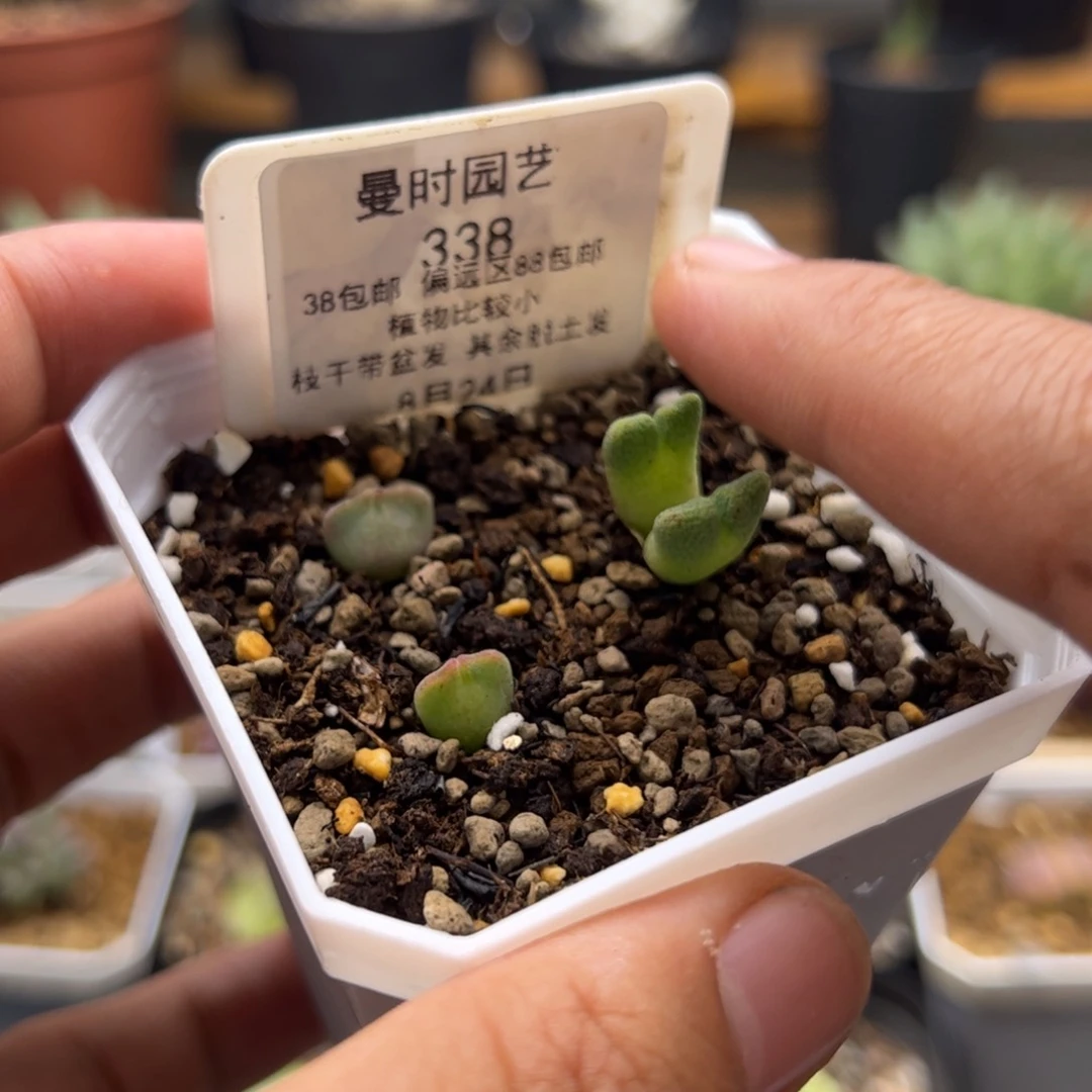 8.24大眼睛加斑马多肉植物338