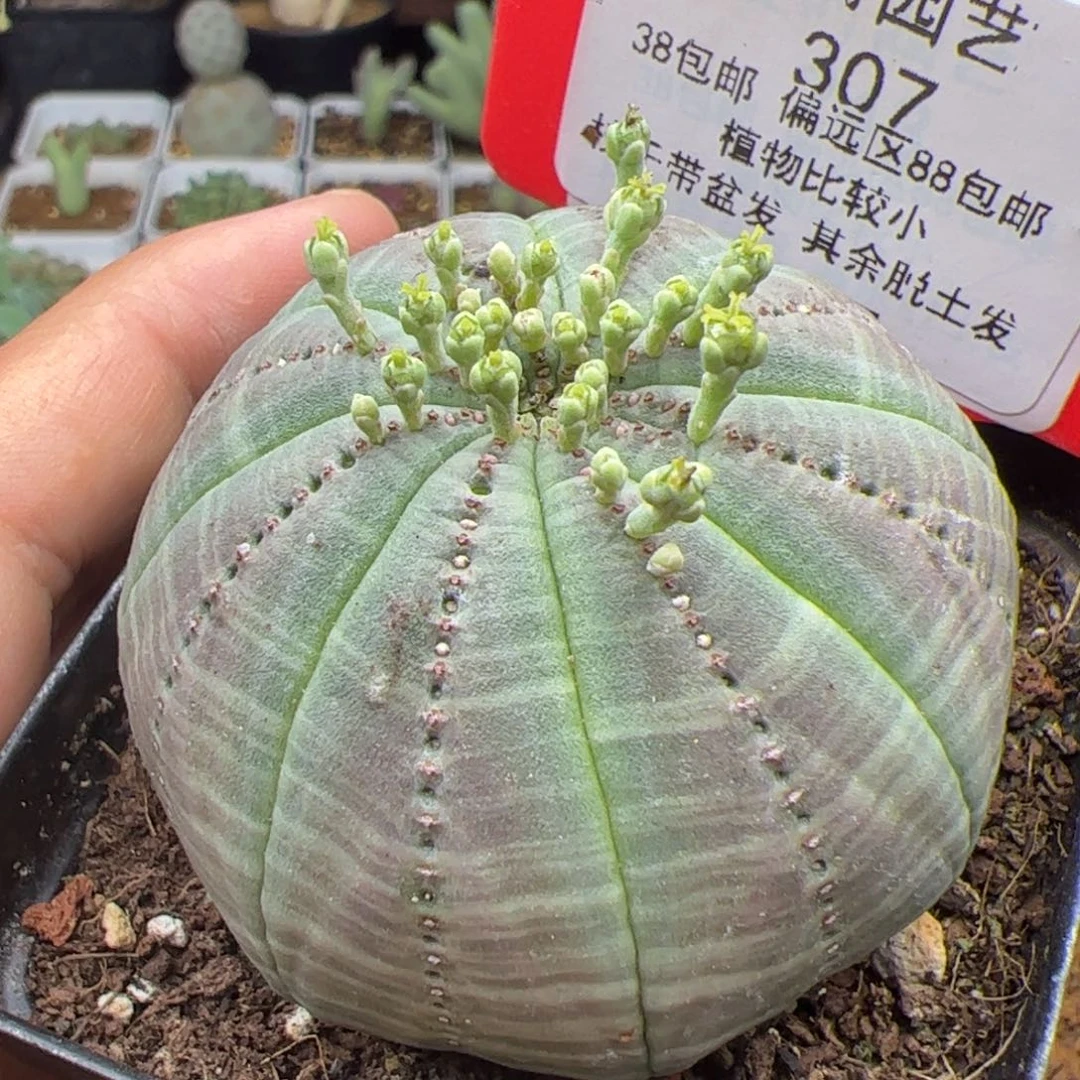 吻*8.19布纹球多肉植物307