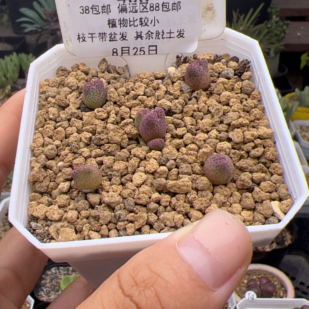 ?*宝406号龙猫斑马8.25多肉