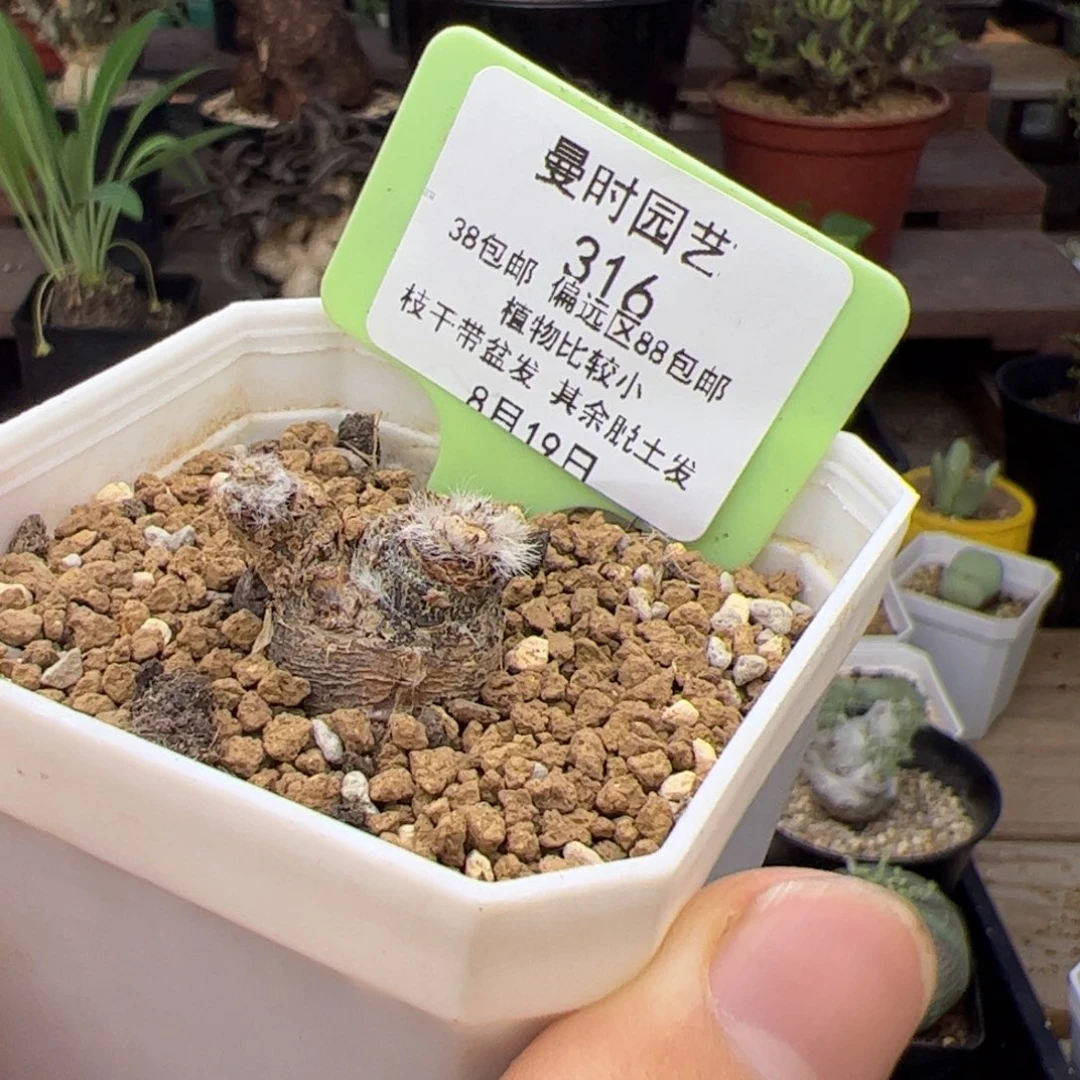 8.19羽叶洋葵多肉316