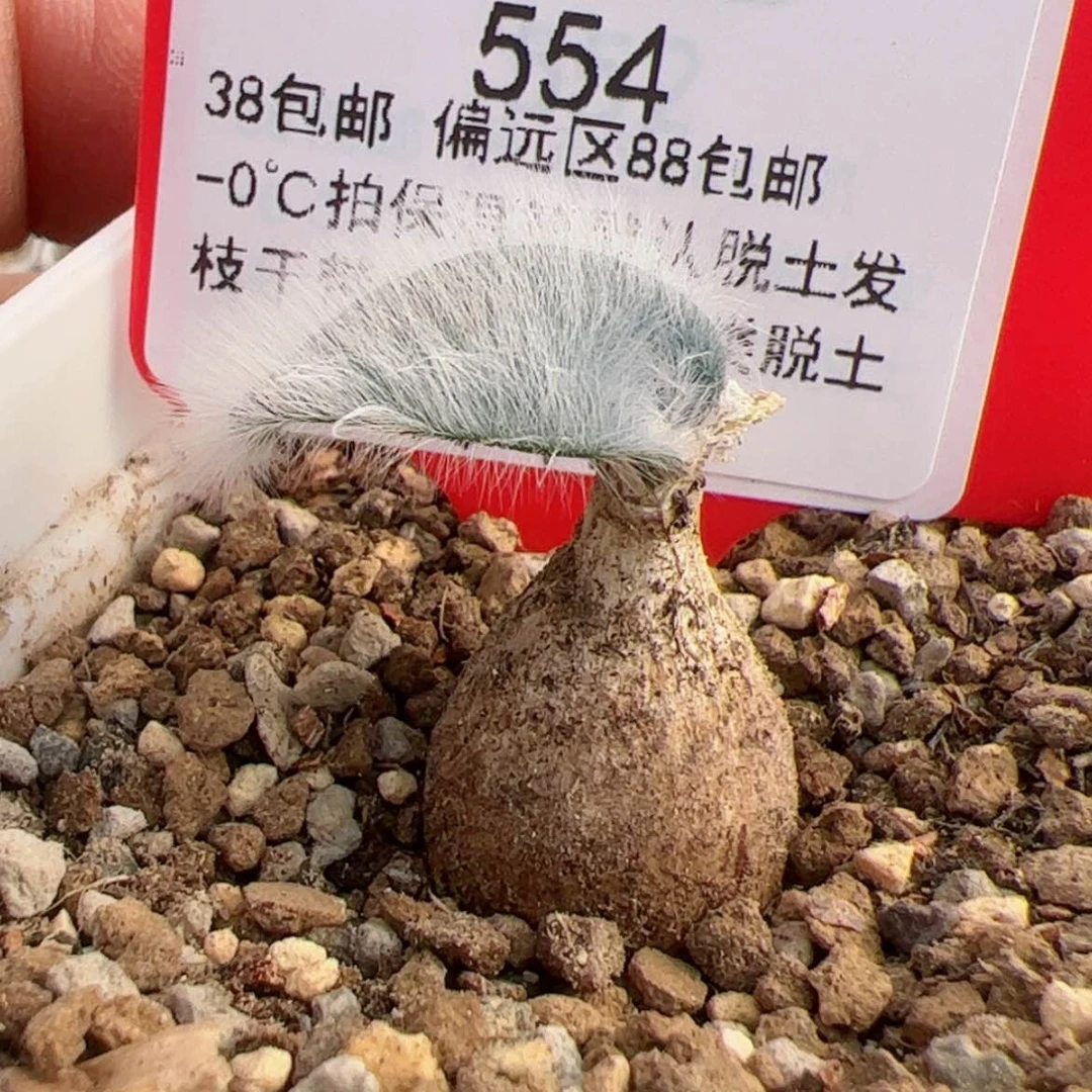 【闪购商品】爱****哥1.7毛叶多肉554