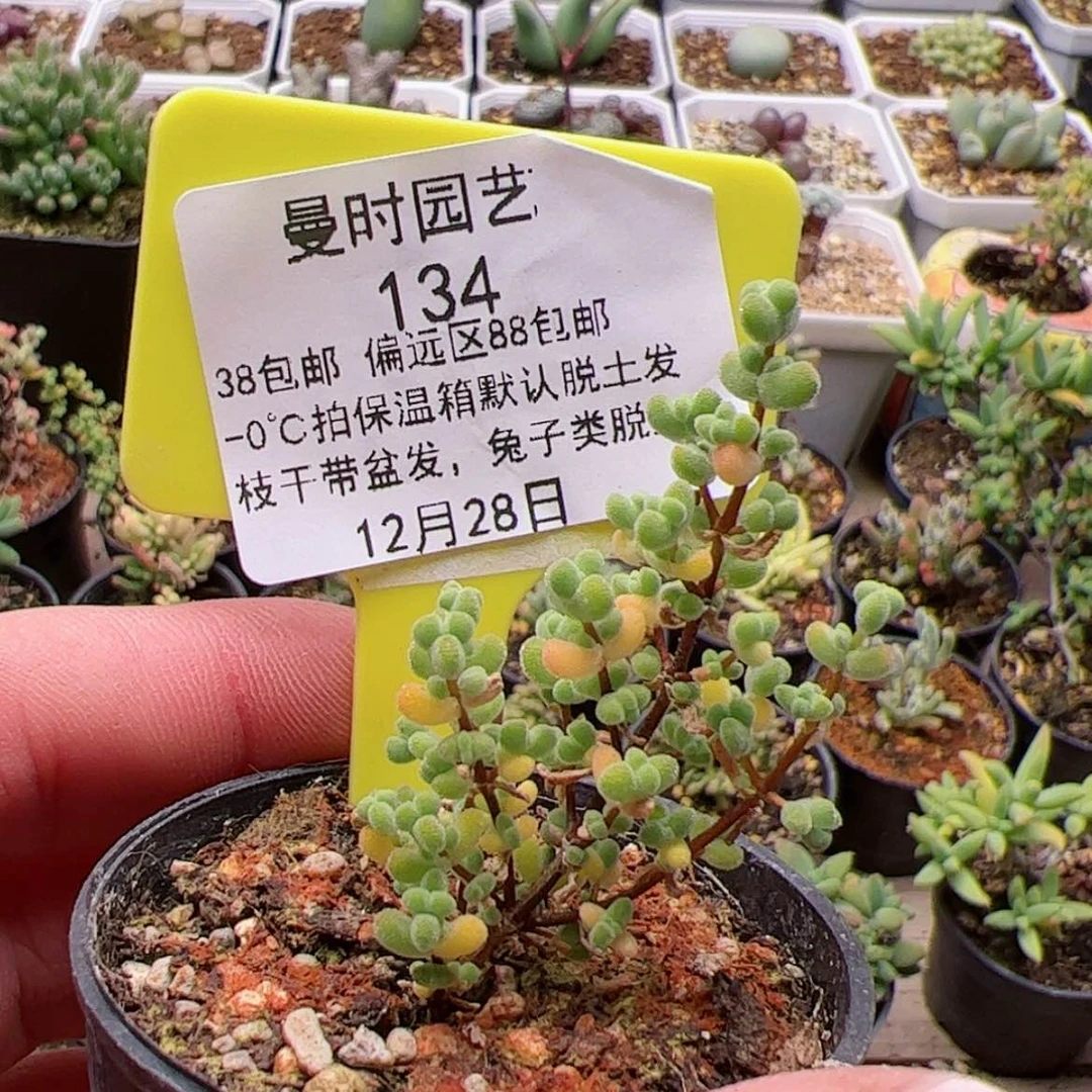 【闪购商品】12.28莱斯多肉134