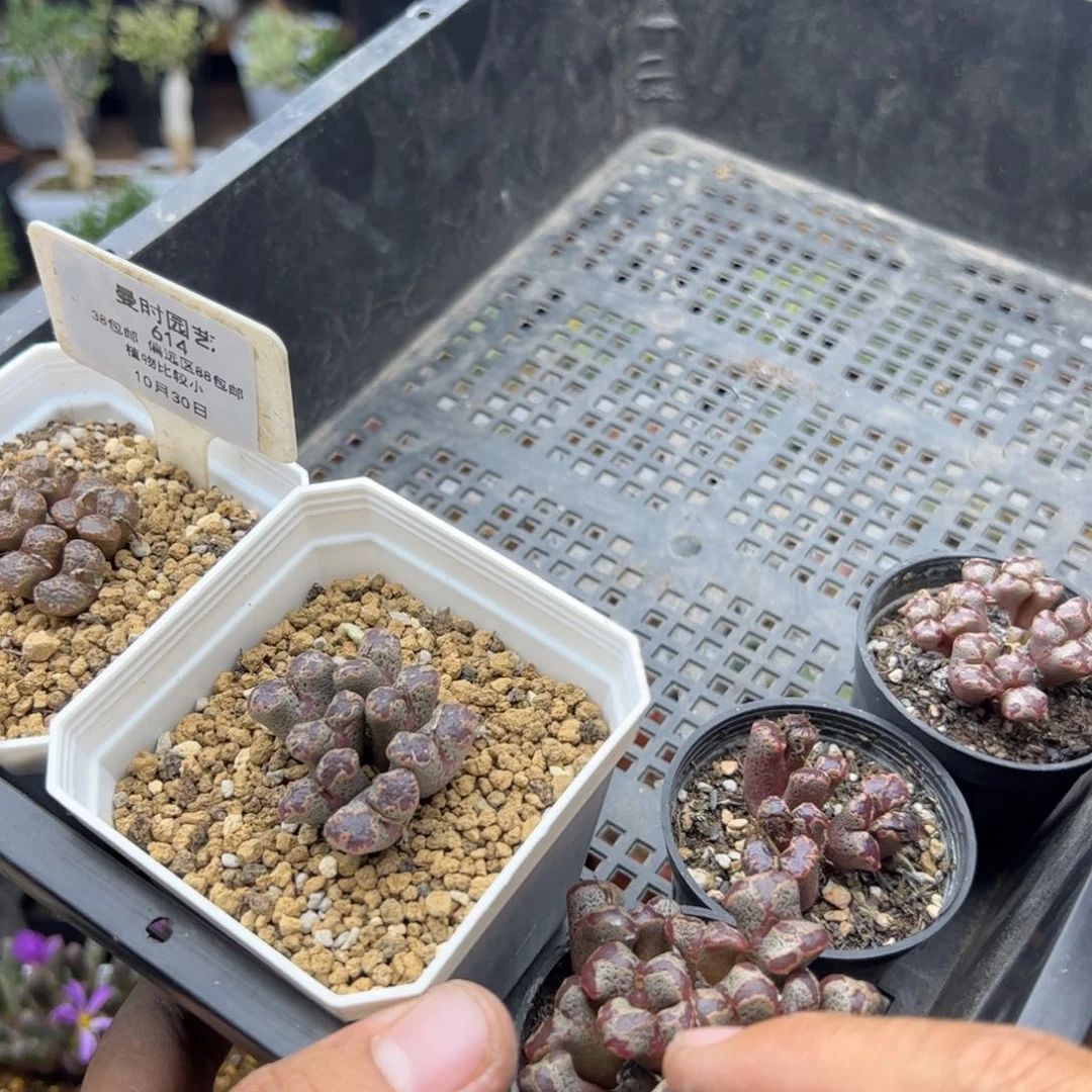 花***花10.30甩卖多肉植物614