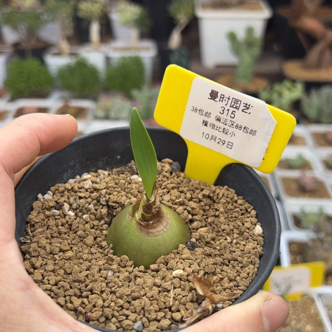 K*Z10.29卷叶垂筒多肉315