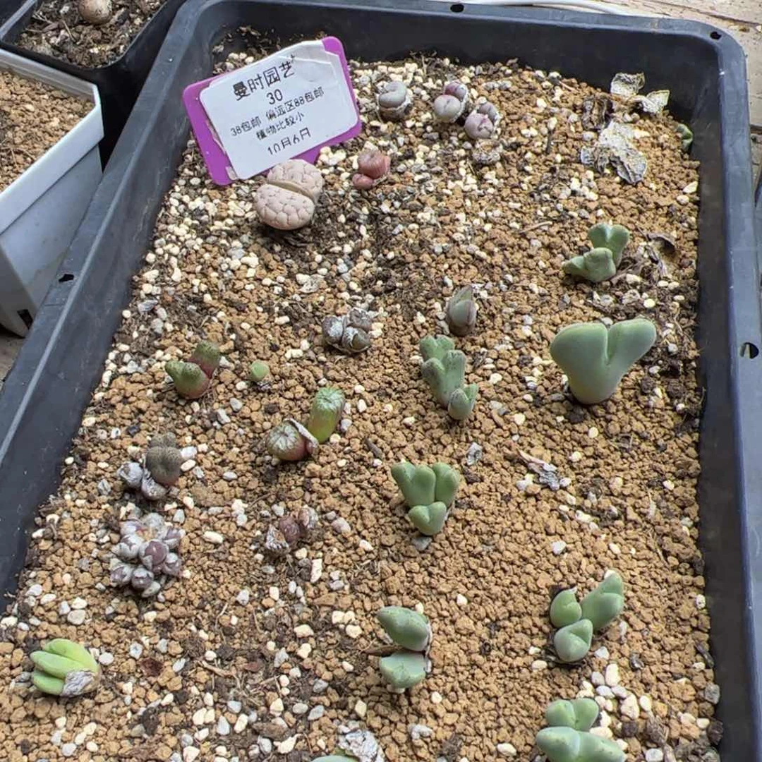 ?***10.6一筐多肉植物30