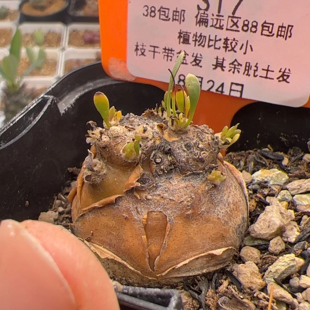 317号开普墩厚墩橘8.24多肉