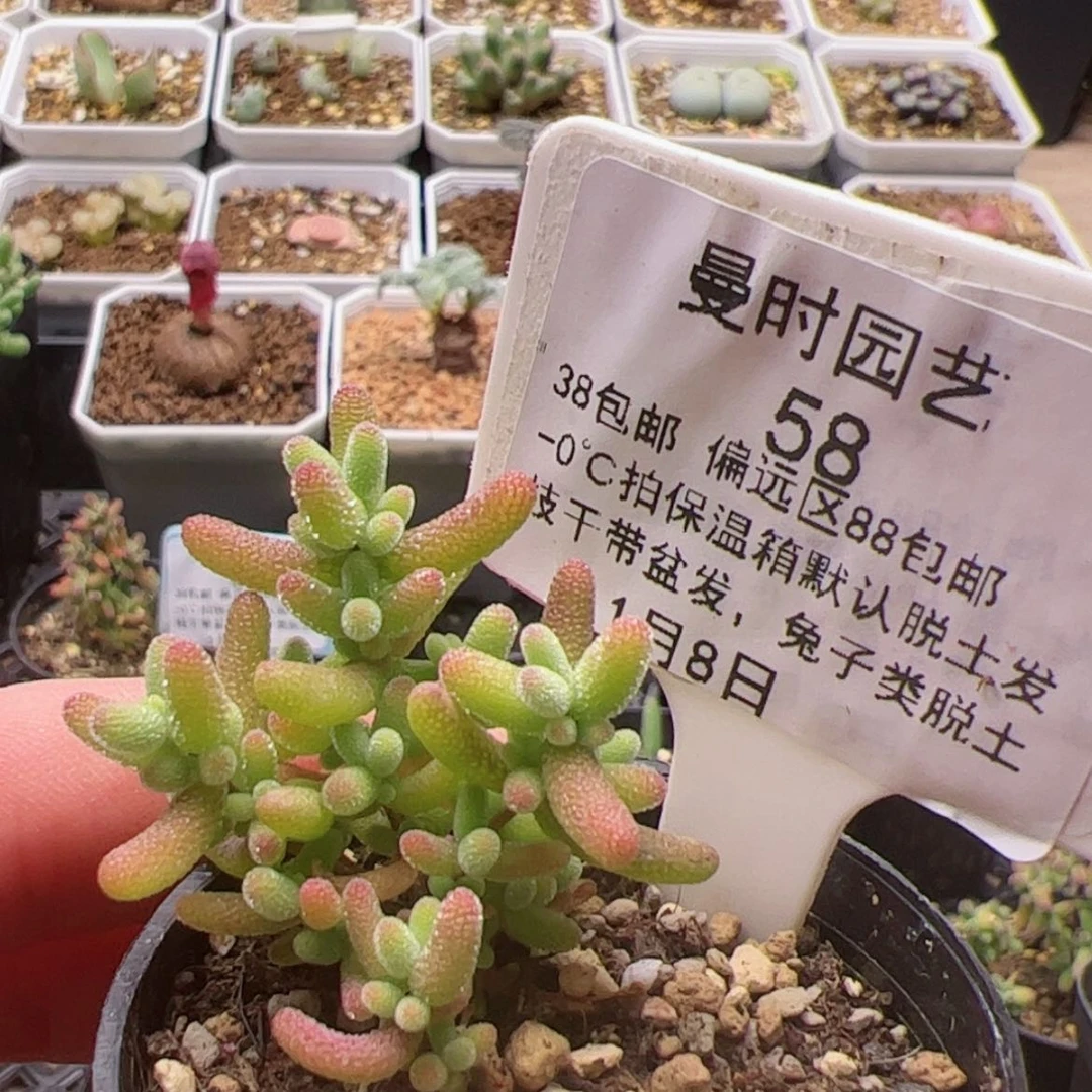 【闪购商品】故*1.8蜜桔多肉58