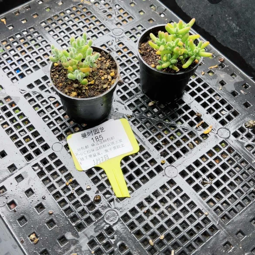 【闪购商品】⭐️**1.2冰晶蜜橘多肉185