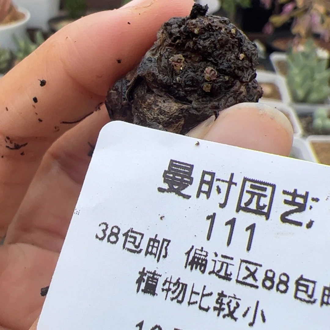 完*111号酒杯10.16多肉