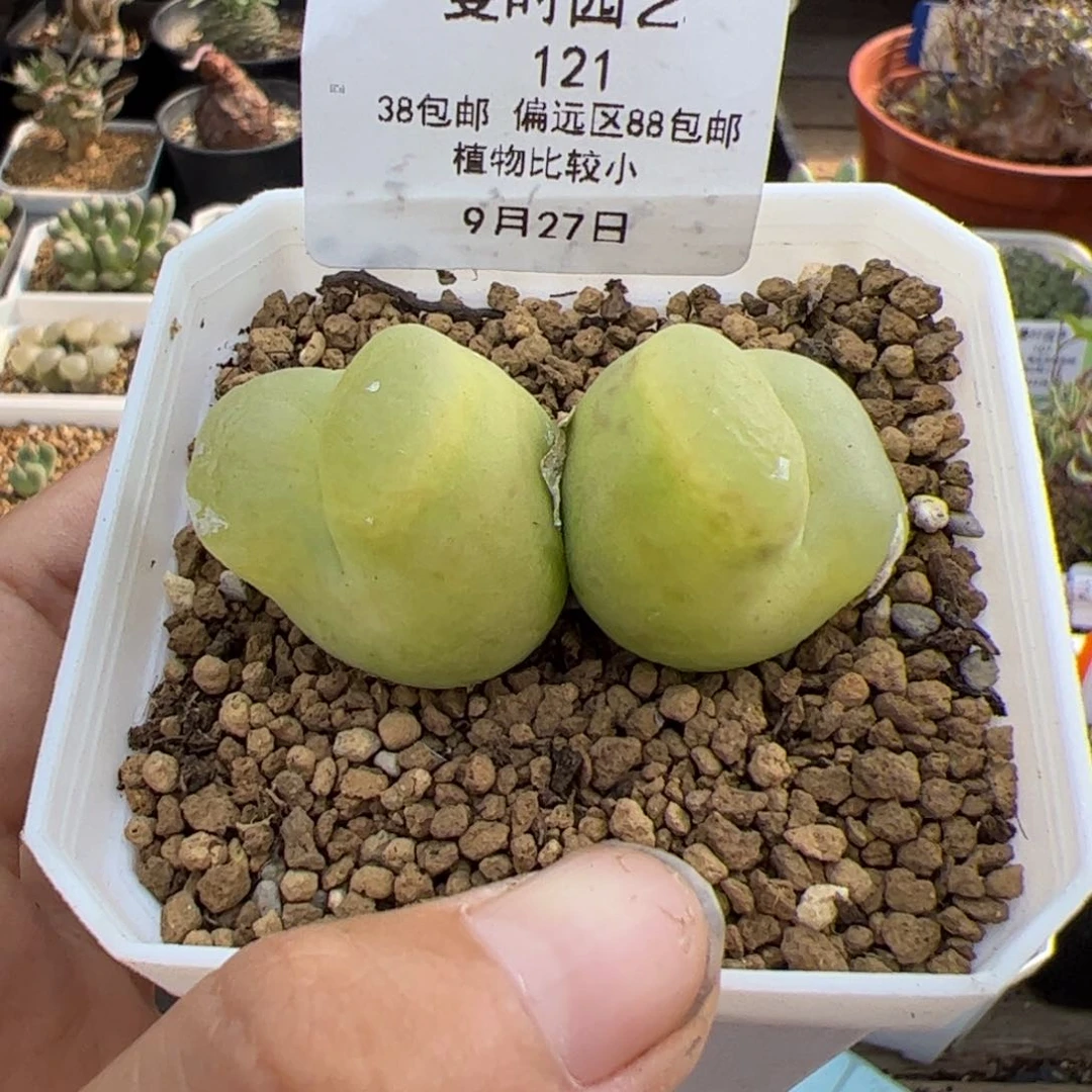 121号毛9.27多肉植物