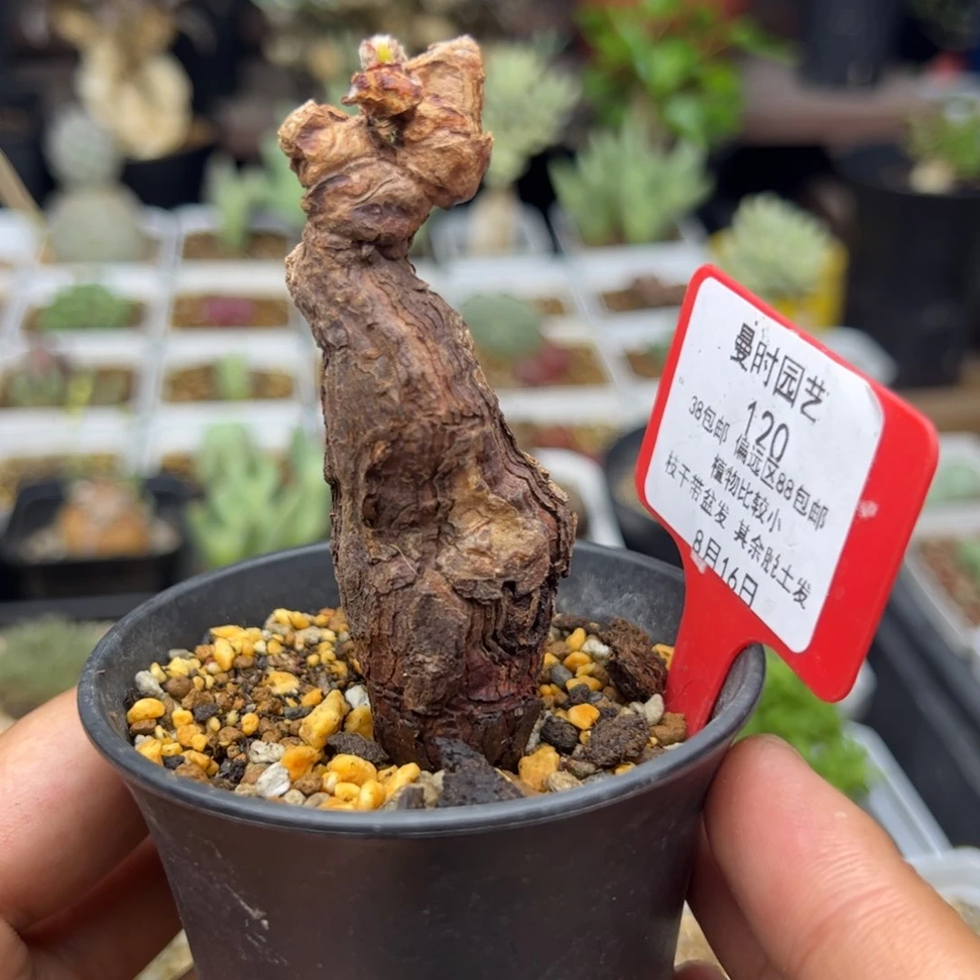 沉****金8.16下播福利羽叶多肉植物120