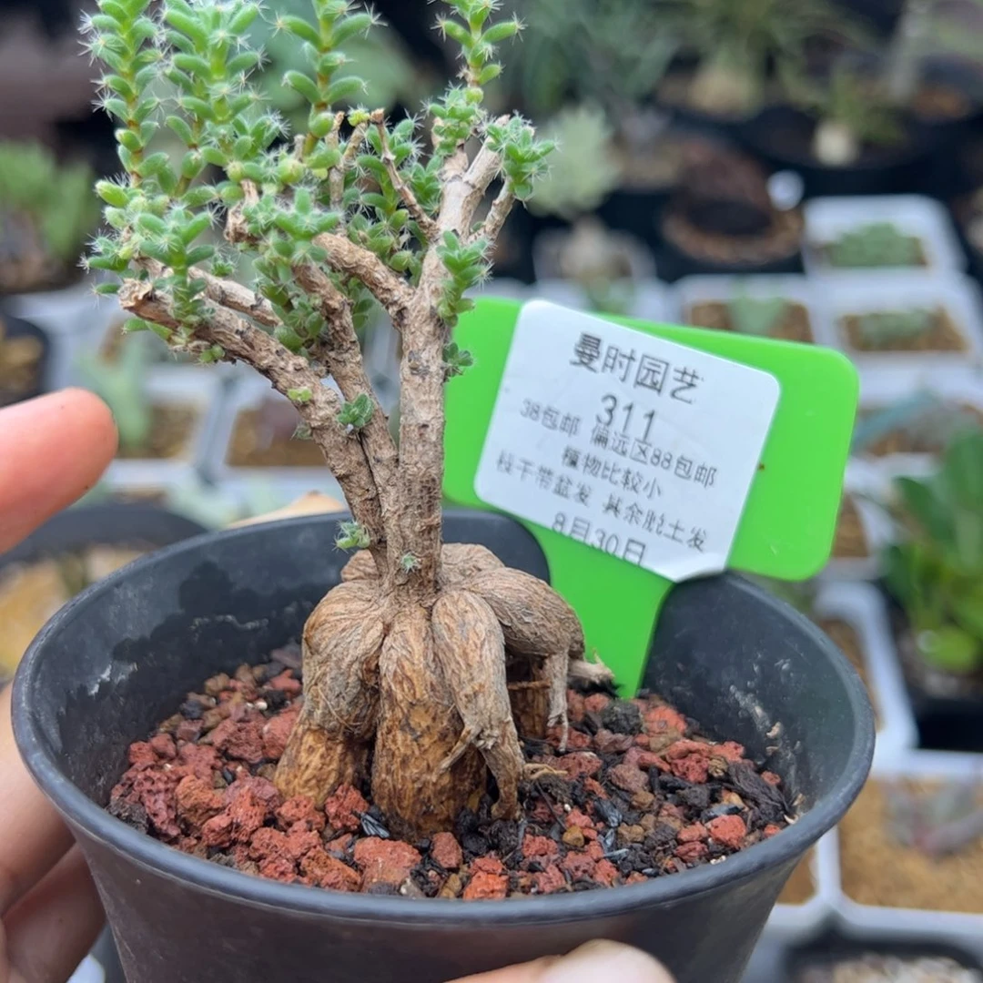 8.30姬红小松多肉311