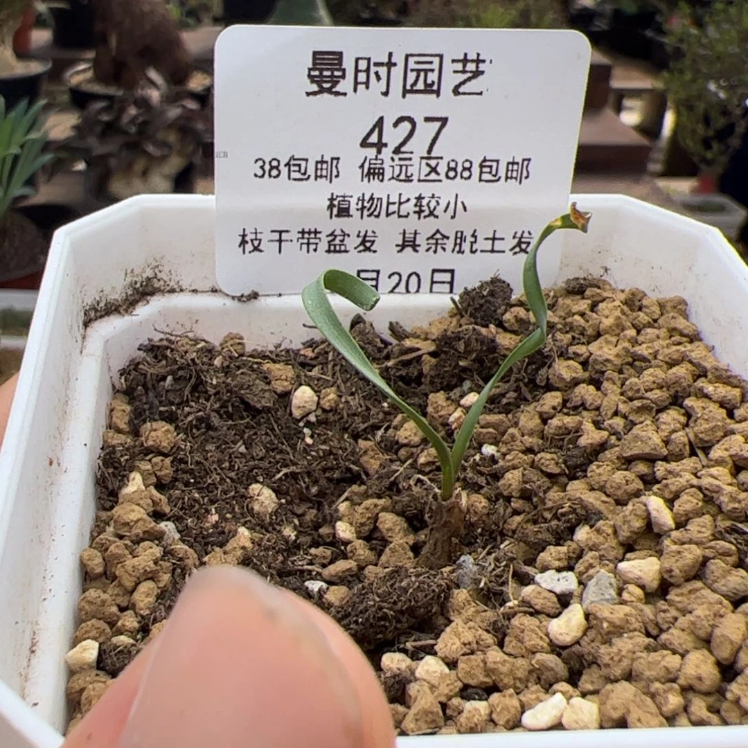 加****菜427号卷叶垂铜花8.20多肉