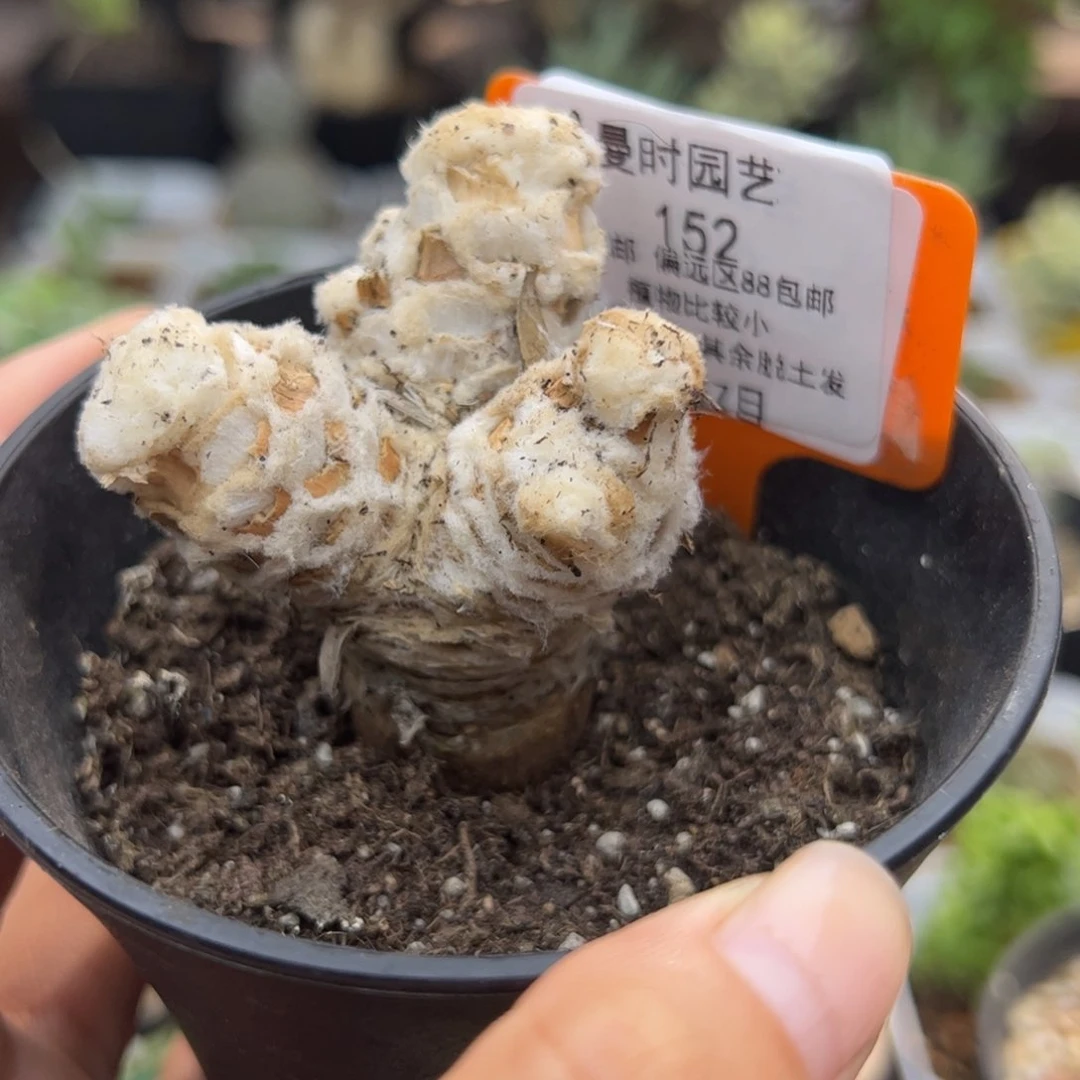 152号抛花厚墩橘8.17多肉