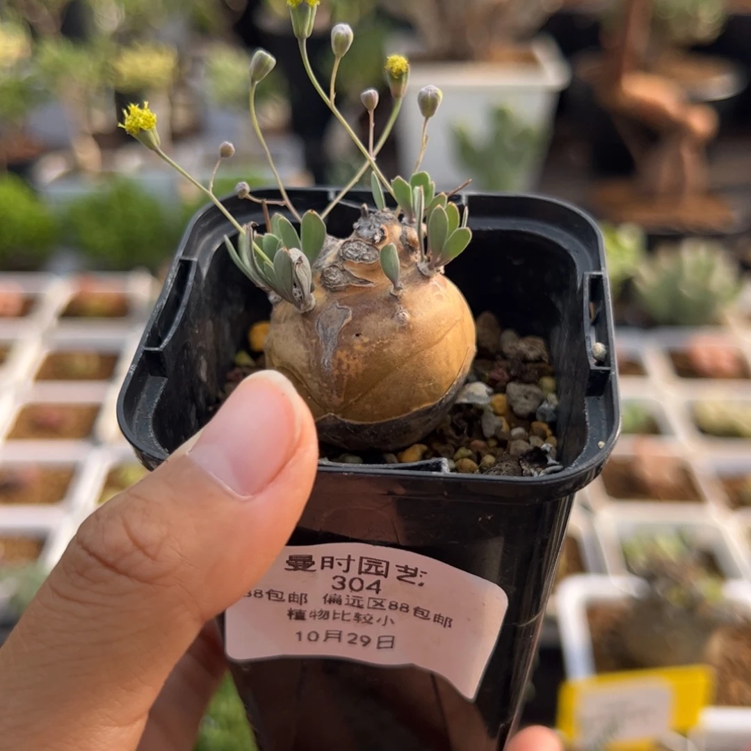 ?**?304号补偿价10.29多肉