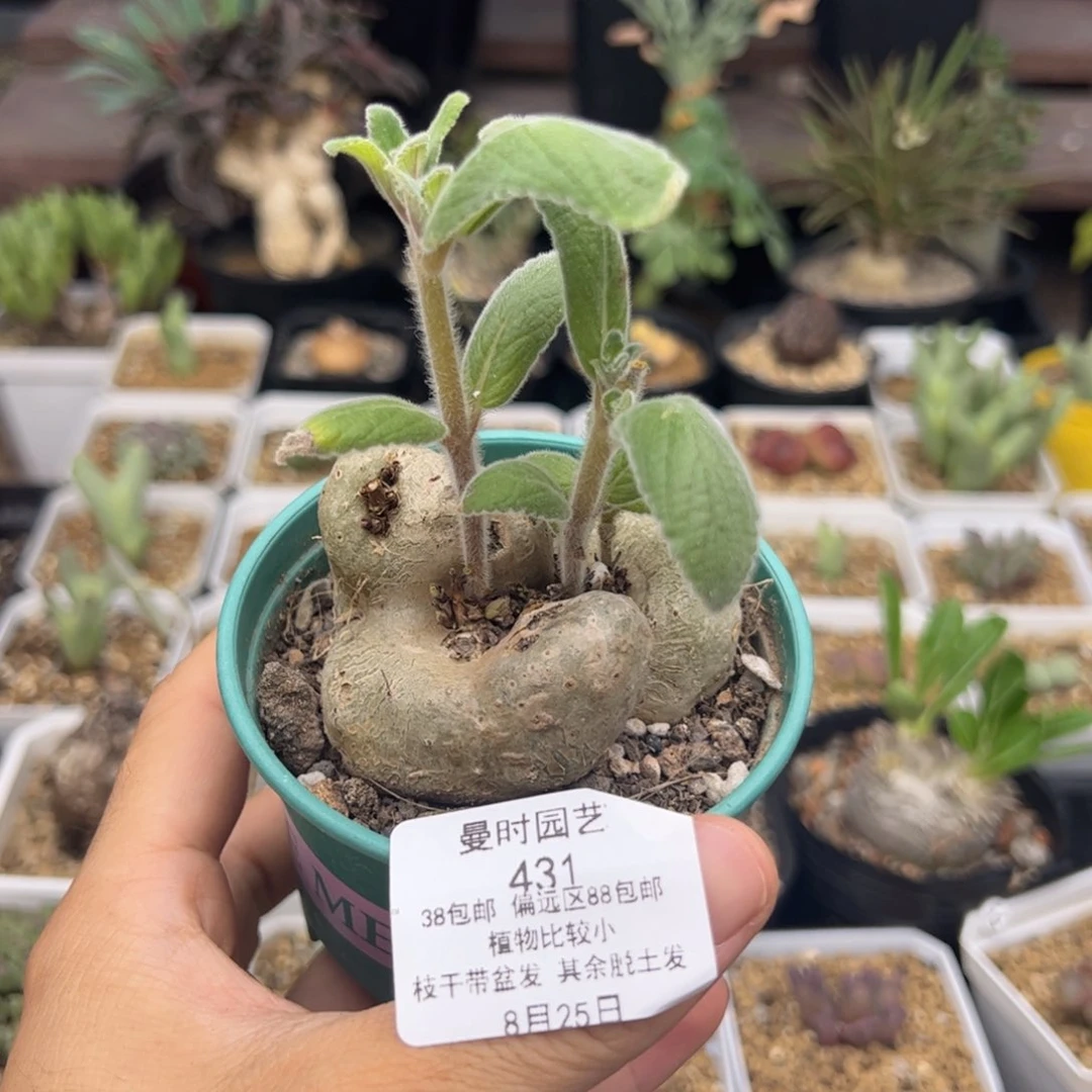 8.25白花断崖多肉431