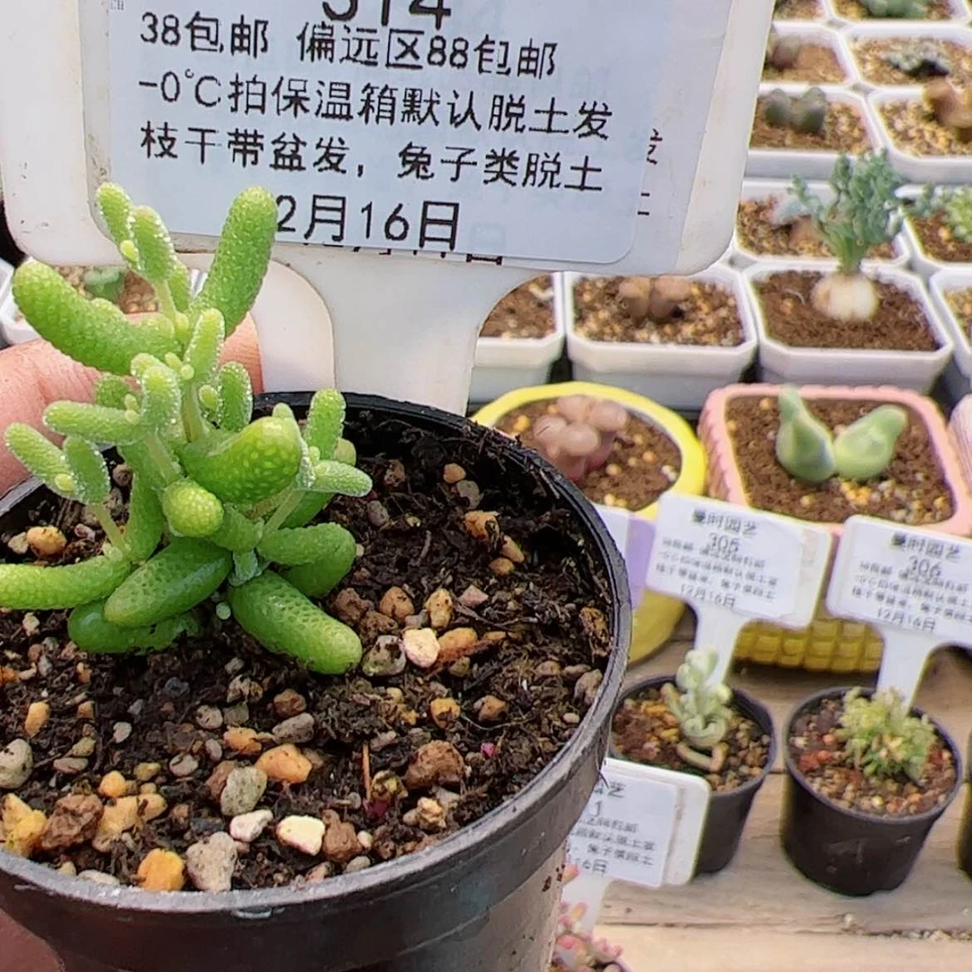 【闪购商品】芸**熙12.16金橘糖球多肉314