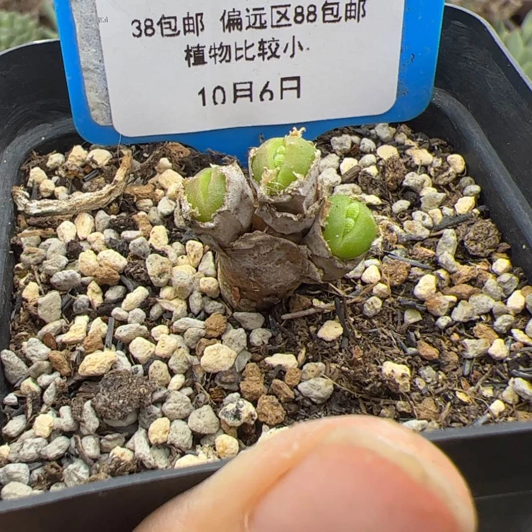 完*13号碧光环兔子10.6多肉