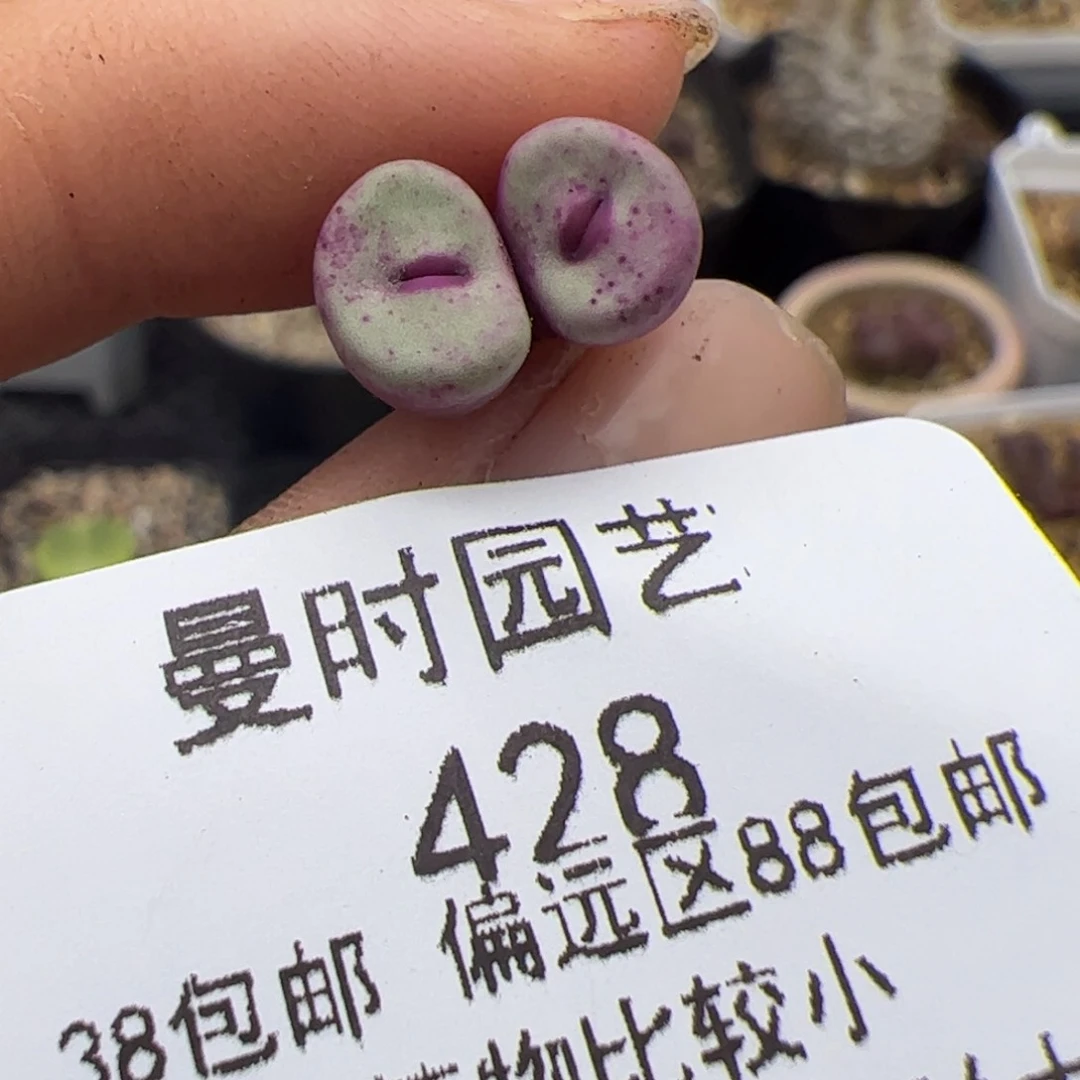 屁**颠428号嘴8.25多肉