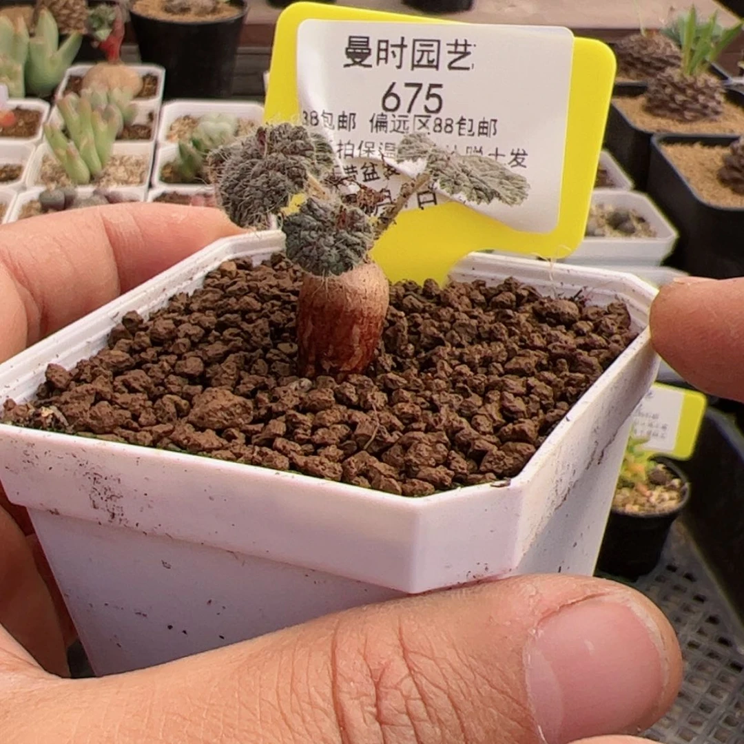 【闪购商品】1.1圆叶洋葵多肉675