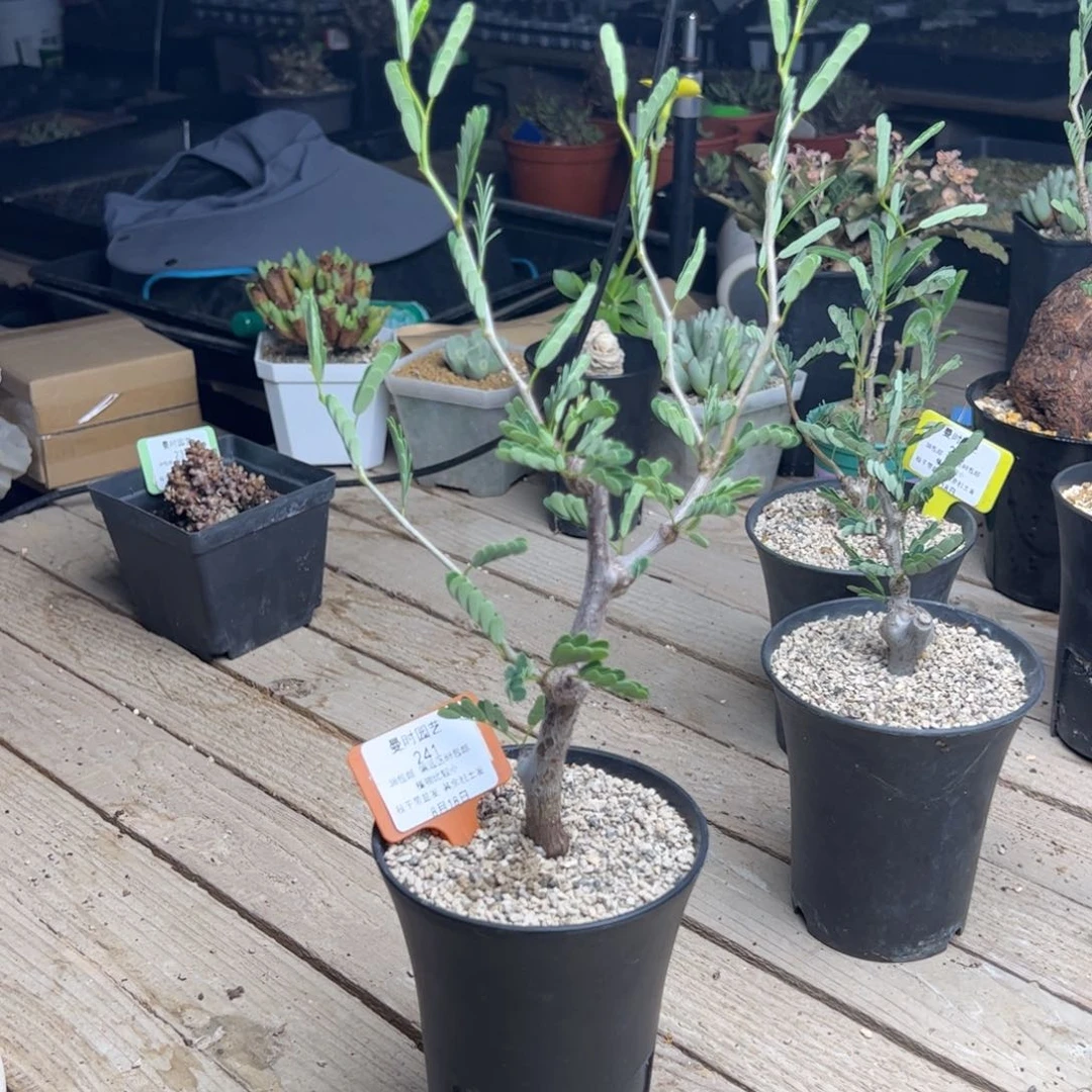 角****心8.18沙漠苏木多肉植物241