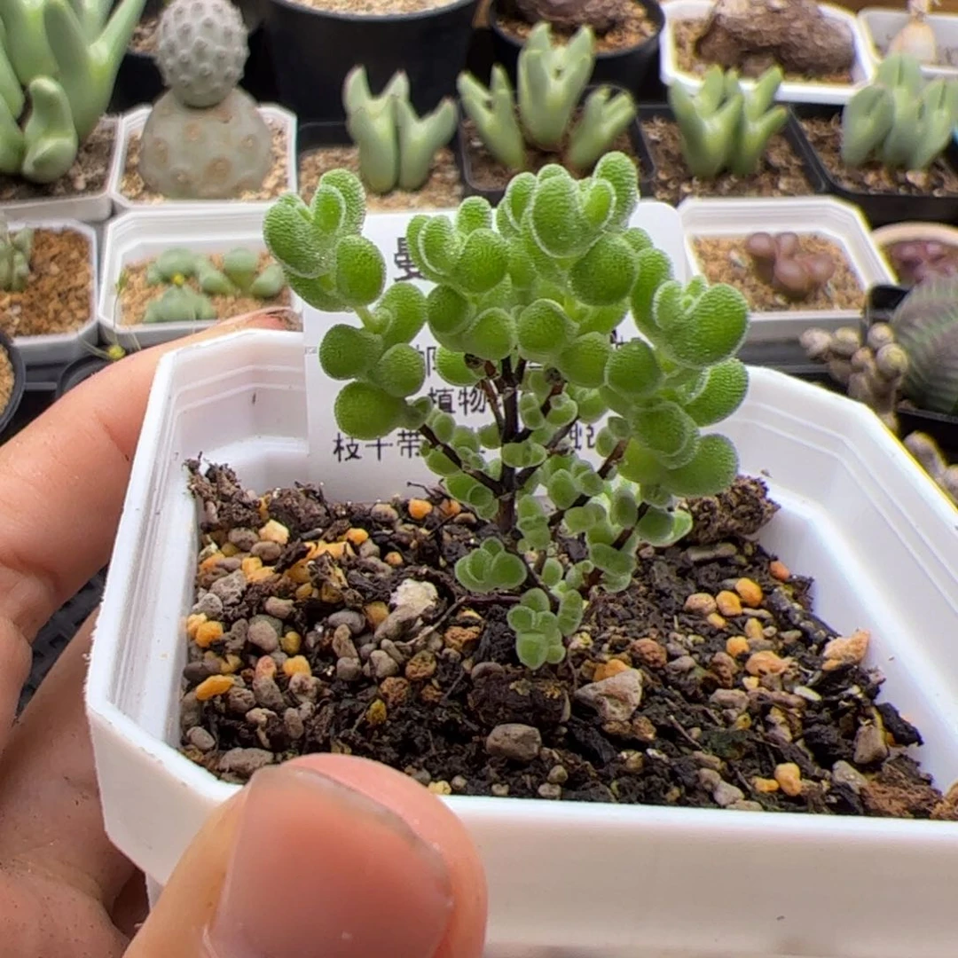 330号莱斯8,19多肉