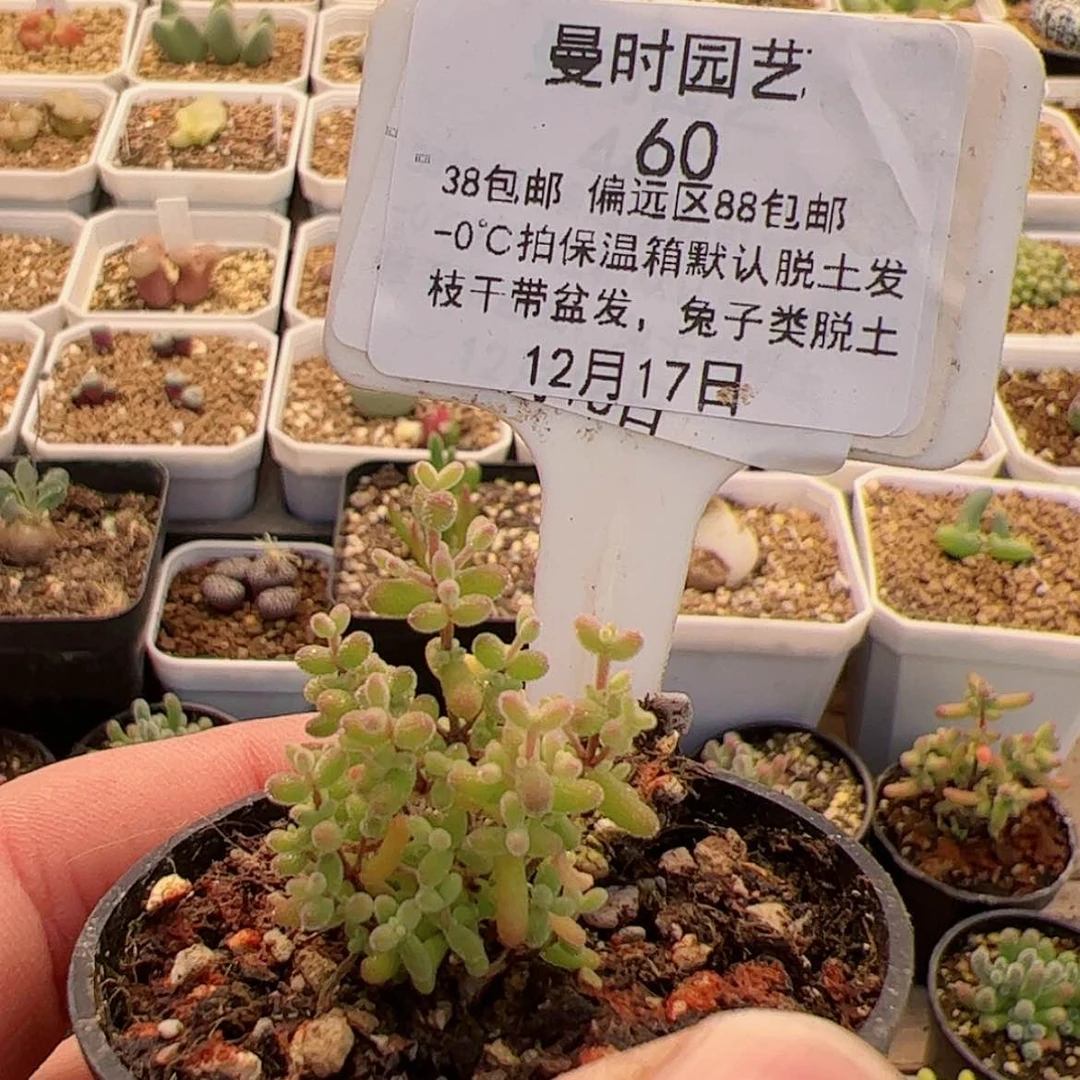 【闪购商品】别***玩12.17小小米多肉60