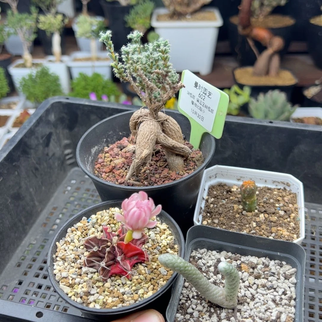 10.30甩卖多肉植物602