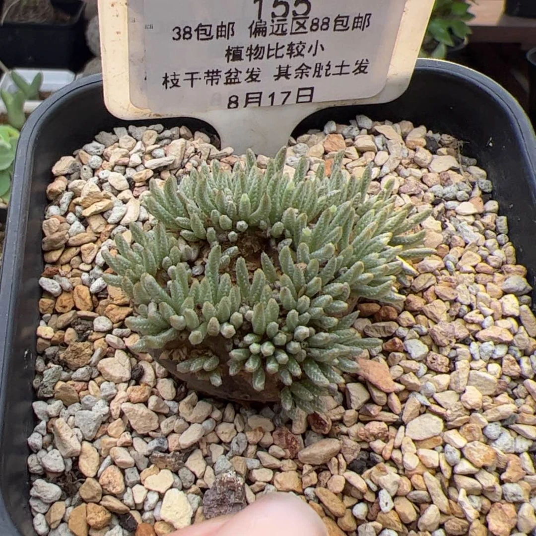 我***乖155号轫锦8.17多肉