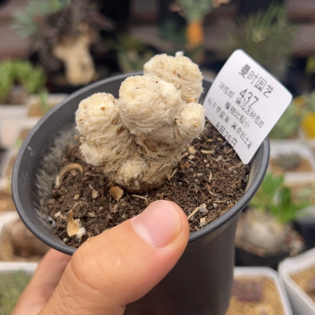 8.25刨花多肉437